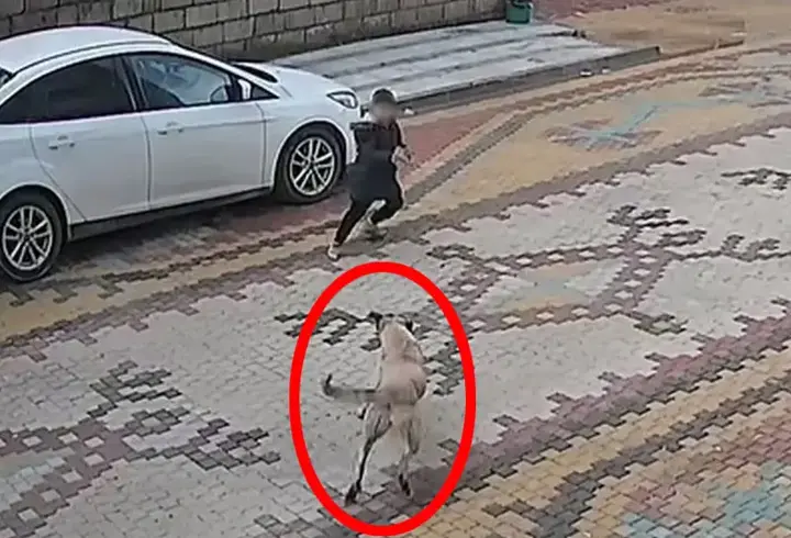 Mardin'de sokak köpeklerinin saldırdığı çocuğu esnaf kurtardı