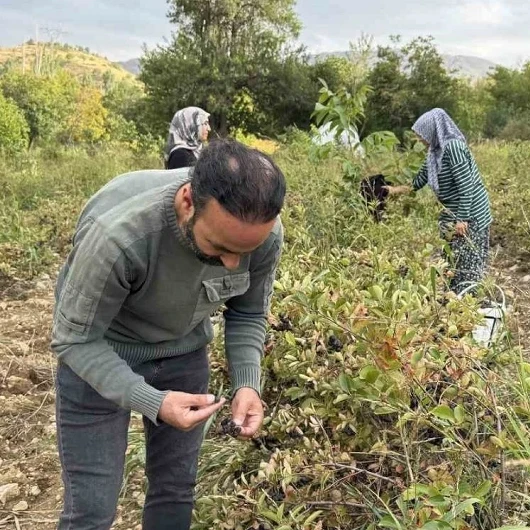 Pazarda Yok Manavda Bulunmuyor: Kilosu 400 Liradan Kapıya Geliyor