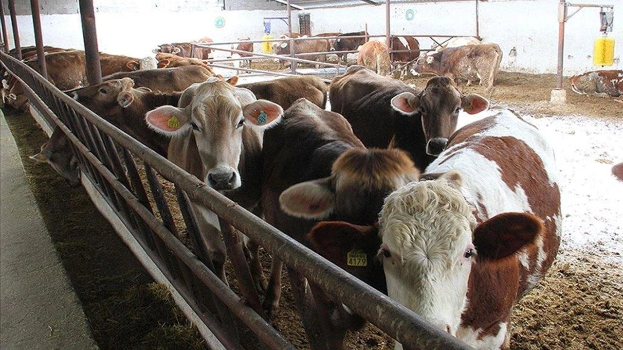 Besiciler dertli: 120 bin TL’ye rağmen çoban bulunamıyor