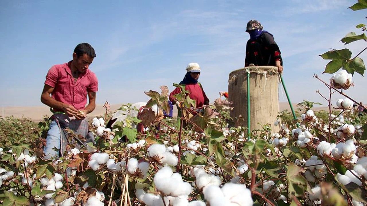 Beyaz altında hasat başladı! 1,5 milyon tonu aşması bekleniyor