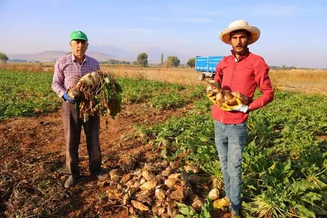 Dönümüne Tam 10 Ton Veriyor! 61 Bin Dekar Alanda Rekor Kıran Verim