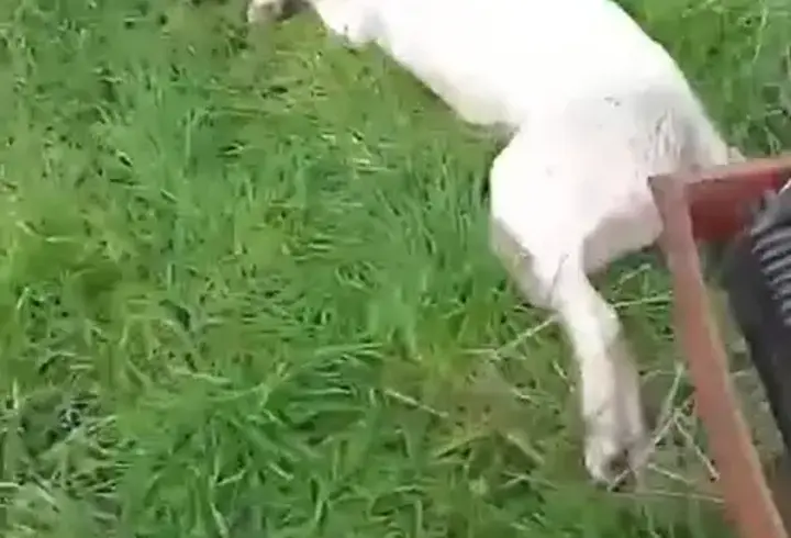 Bahçesine giren sokak köpeğini tüfekle vurup öldürdü