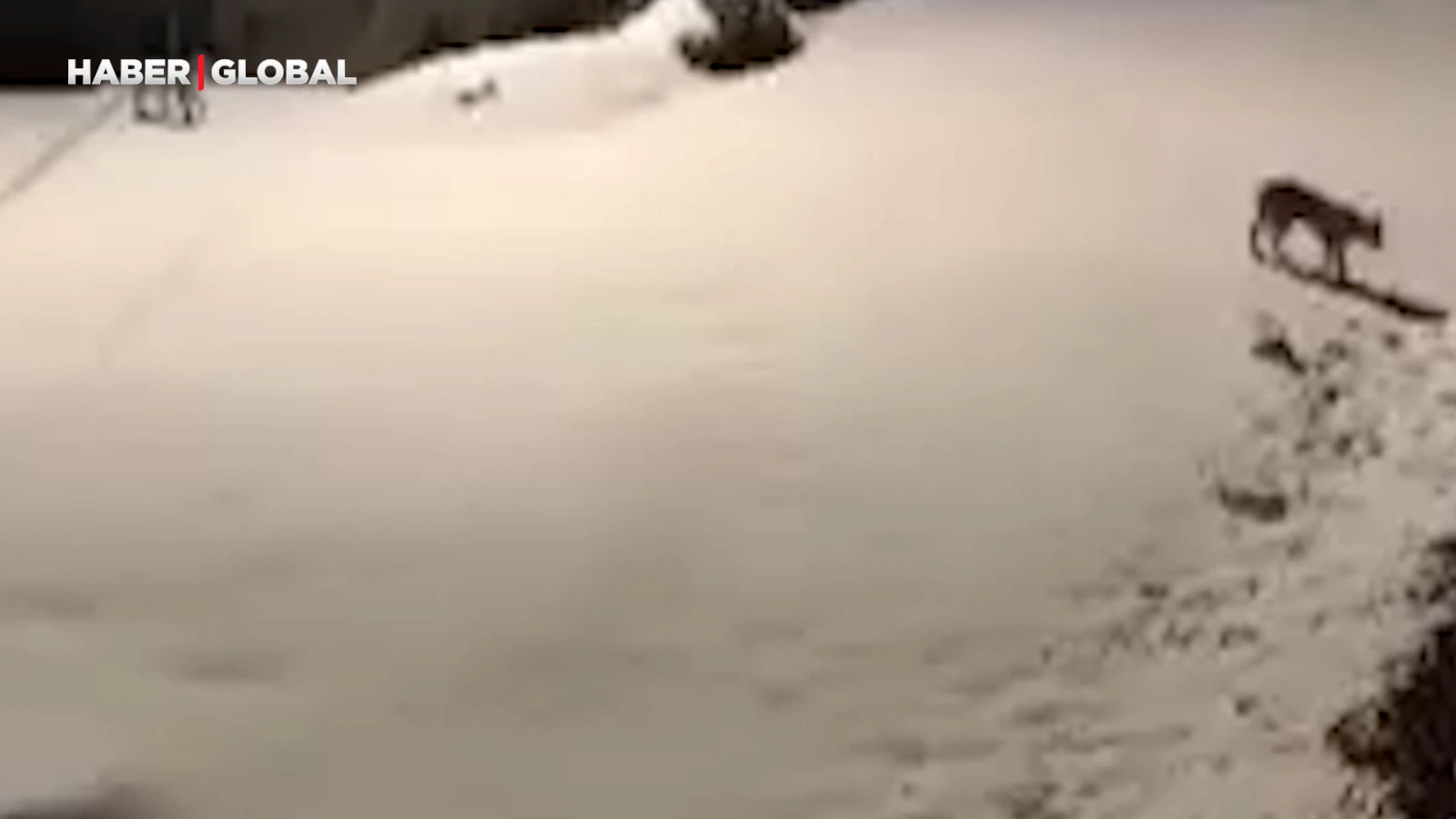 Elazığ'da heyecanlı dakikalar! 2'si birden görüntülendi