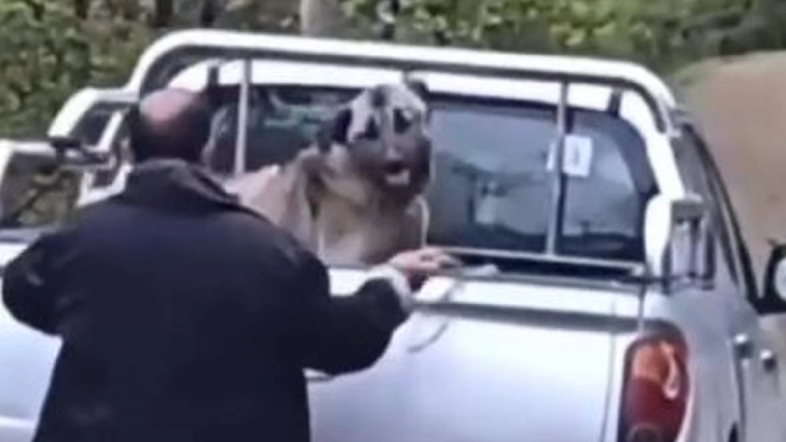 Trabzon'da köpeğe halatla şiddet uygulayan saldırgan, gözaltına alındı
