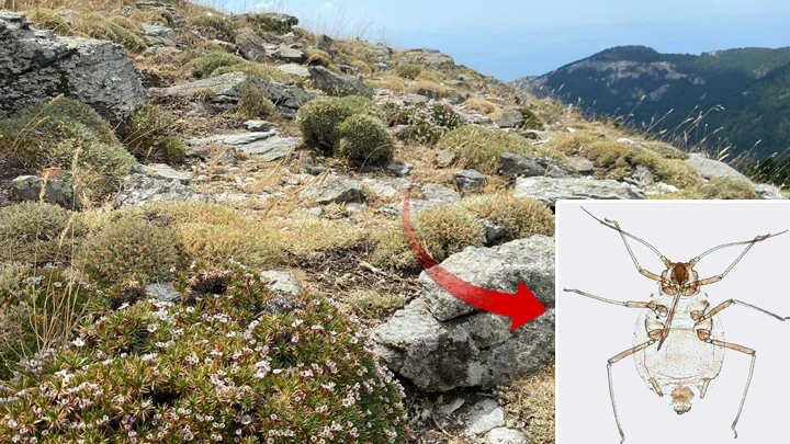 Uluslararası Dergide Yayınlanan Keşif! Kaz Dağlarında Yeni Bir Böcek Türü Bulundu