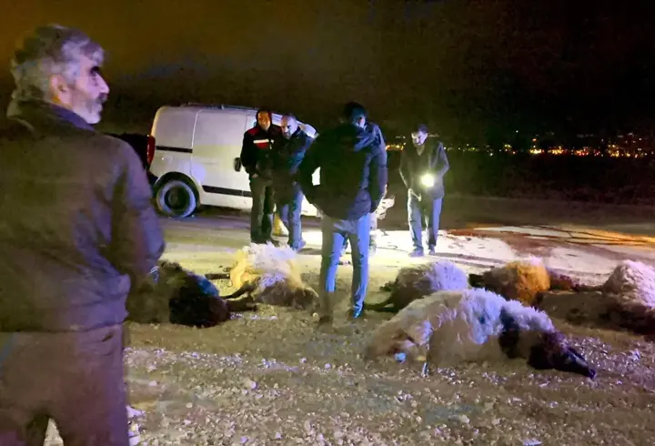 Hafif ticari araç, sürüye çarptı; sürücü yaralı, 12 koyun öldü