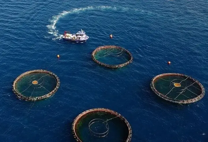 Doğu Karadeniz’den beş ayda 70 milyon dolarlık su ürünü ihracatı