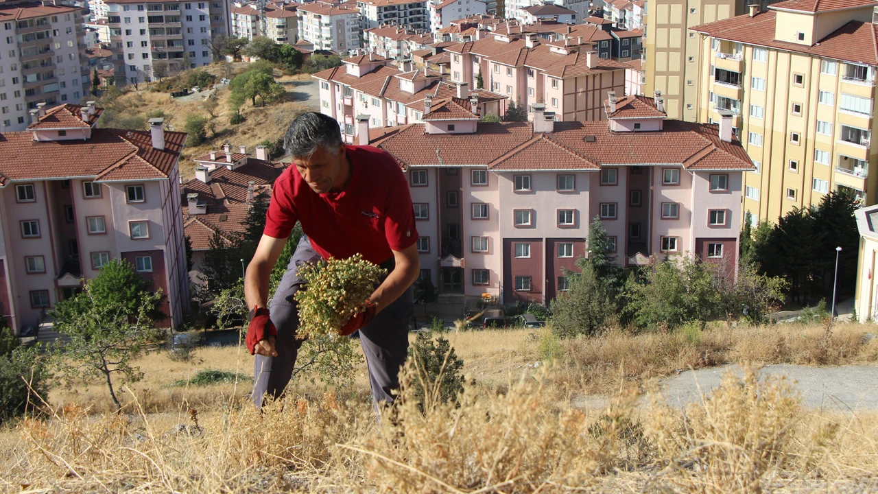 Dağ yamaçlarından topluyor, buketini 100 liraya satıyor