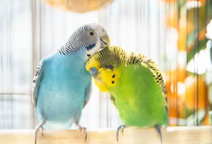 Petshoplarda yaban hayvanı satışı için ruhsat şartı