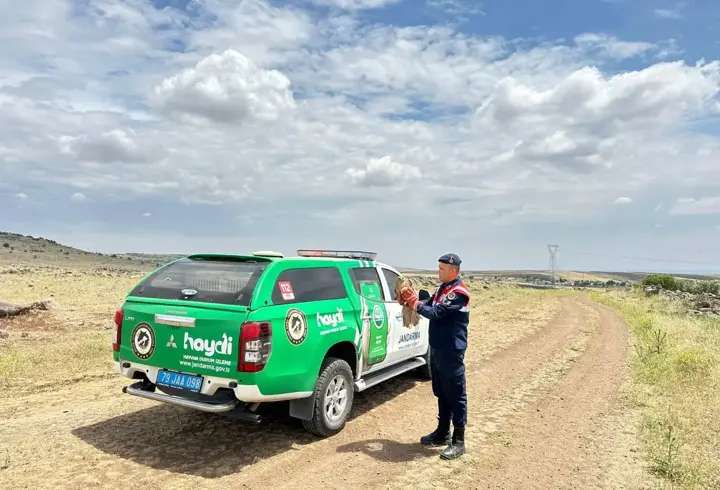 Kilis'te yaralı bulunan kızıl şahin koruma altına alındı
