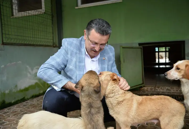 Trabzon Büyükşehir Belediyesi 942 köpeği sahiplendirdi