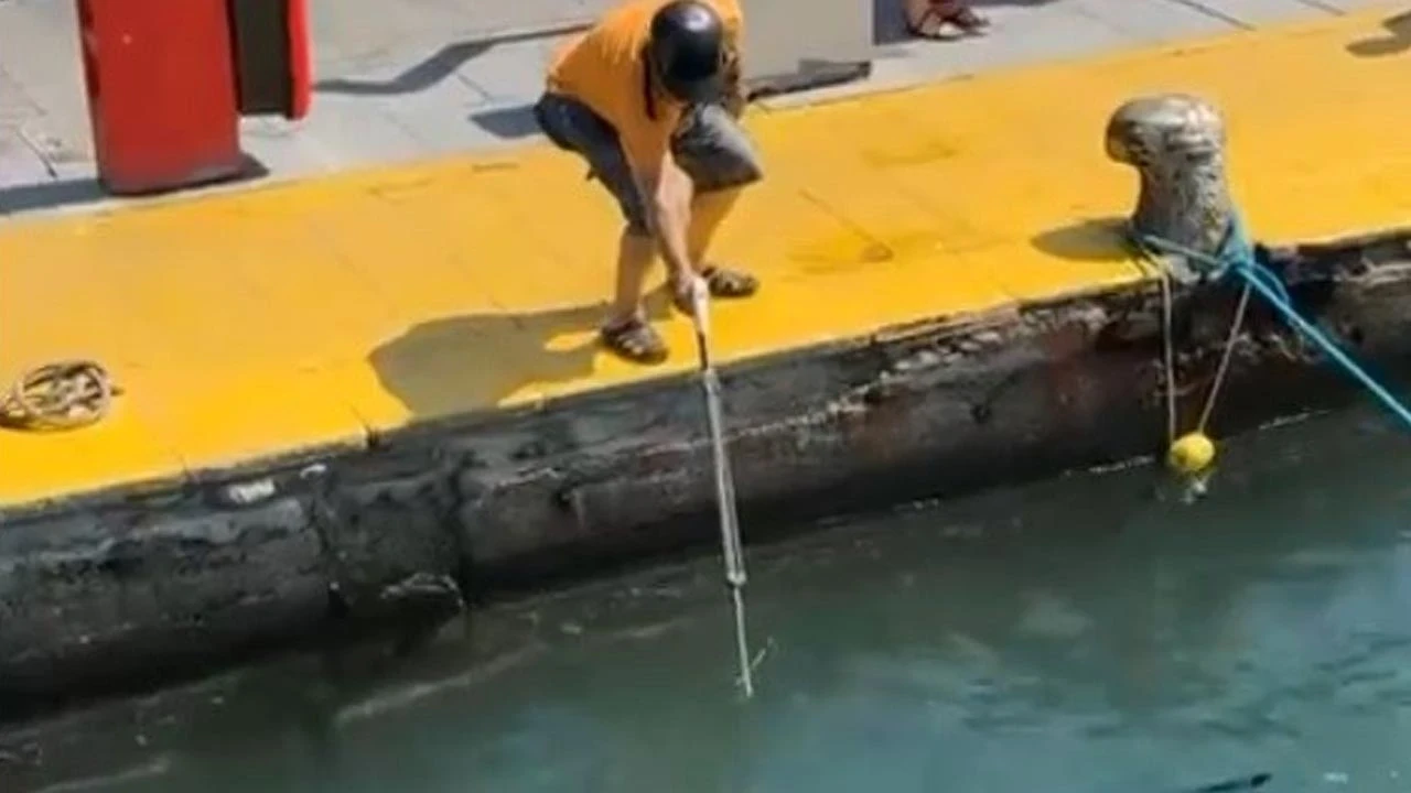 Nesli tükenme tehlikesindeki balık, Bodrum Limanı'nda zıpkınla vuruldu