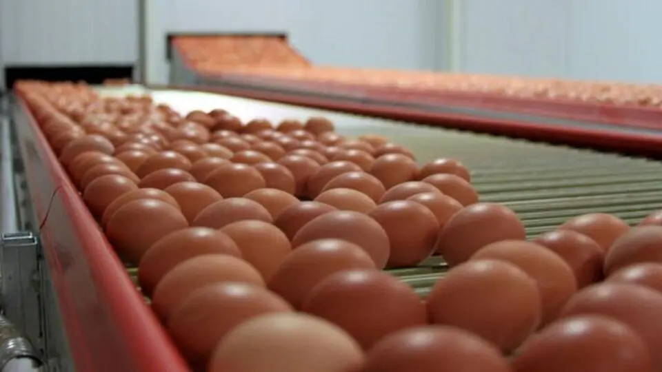 Yumurta ihracatında 1,5 dolarlık fon kaldırıldı