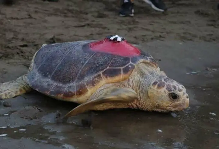 Caretta caretta 'Tuba’dan 10 bin kilometrelik dönüş