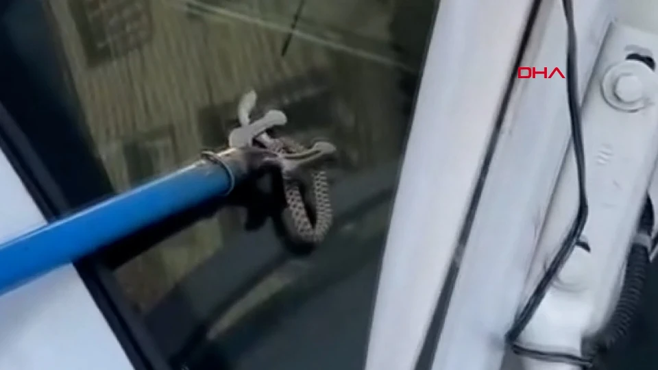 Otomobilin Bagajına Giren Yılanı Esnaf Çıkardı