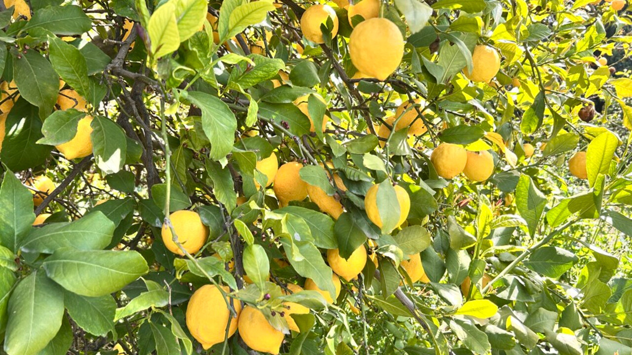 Tarlada 15 lira olan limon marketlerde 25 liraya satılıyor