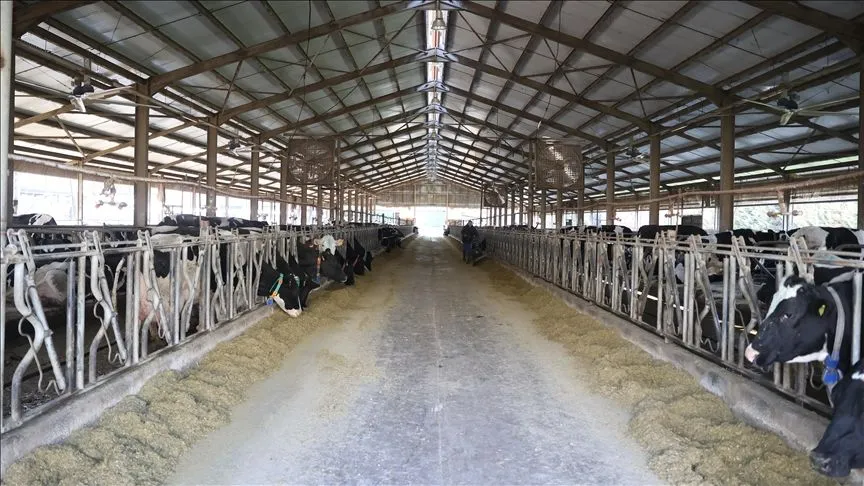Süt işletmesi güneşten elde ettiği enerjiyle giderlerini azaltıyor