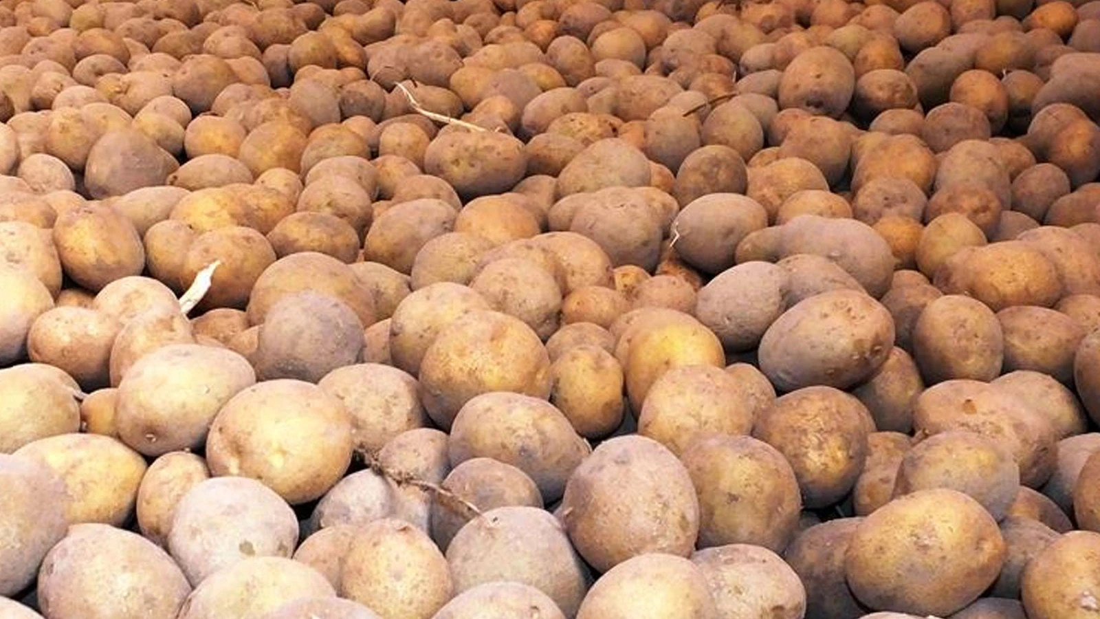 Ticaret Bakanlığından patates fiyatlarına ilişkin açıklama