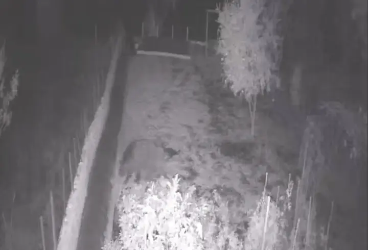 Bahçeye giren bozayı tellere zarar verdi