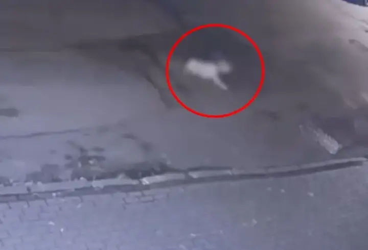 Cipiyle, sahibinin gezdirmeye çıkardığı köpeğe çarpıp kaçtı; o anlar kamerada
