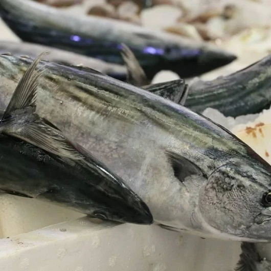 Karadeniz’de Palamut Göç Etmeye Başladı: Hamsi Bolluğu Beklentisi
