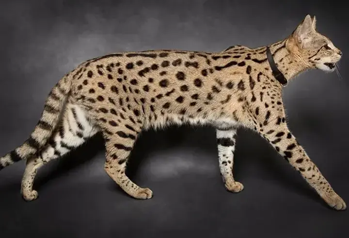 Serval Kedisi Özellikleri Nelerdir? Serval Kedisi Bakımı Nasıl Yapılır?