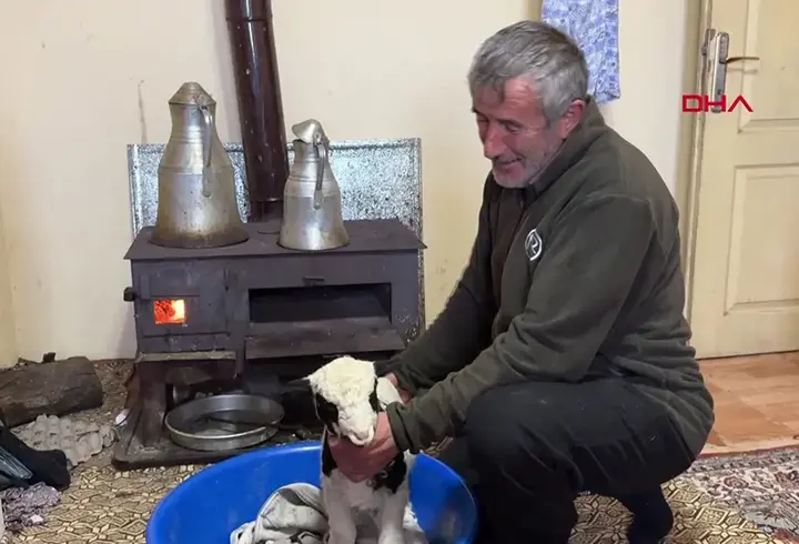 Üşüyen kuzuya evlerini açıp bebek gibi bakıyorlar