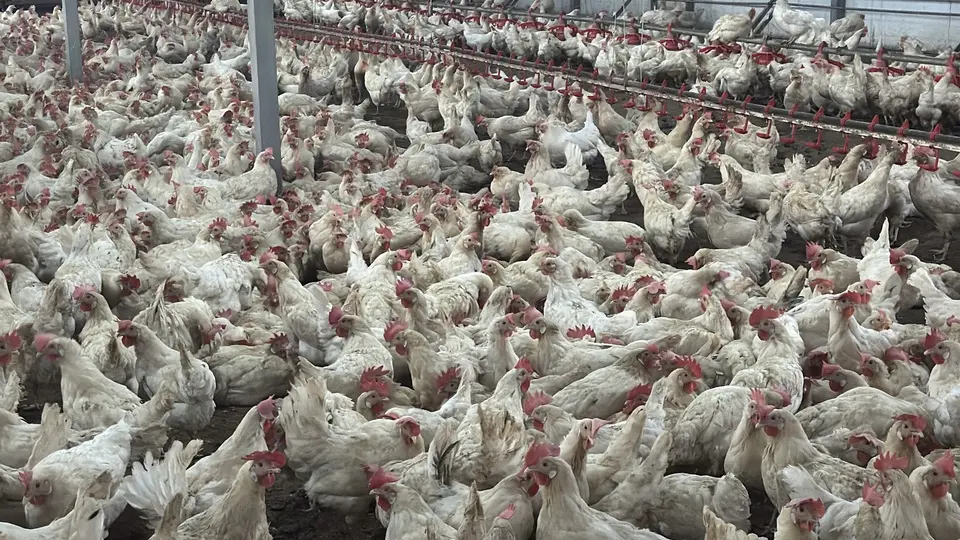 Bolu'da üreticilere "kuş gribi" uyarısı