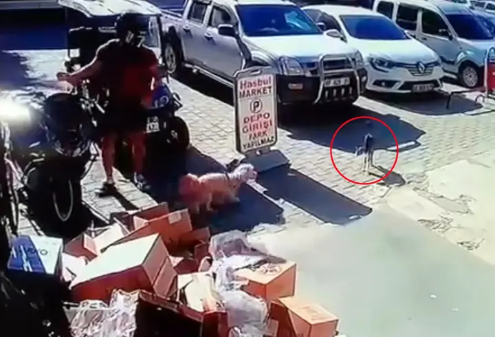 Kediyi tekmeleyen şüpheliye gözaltı