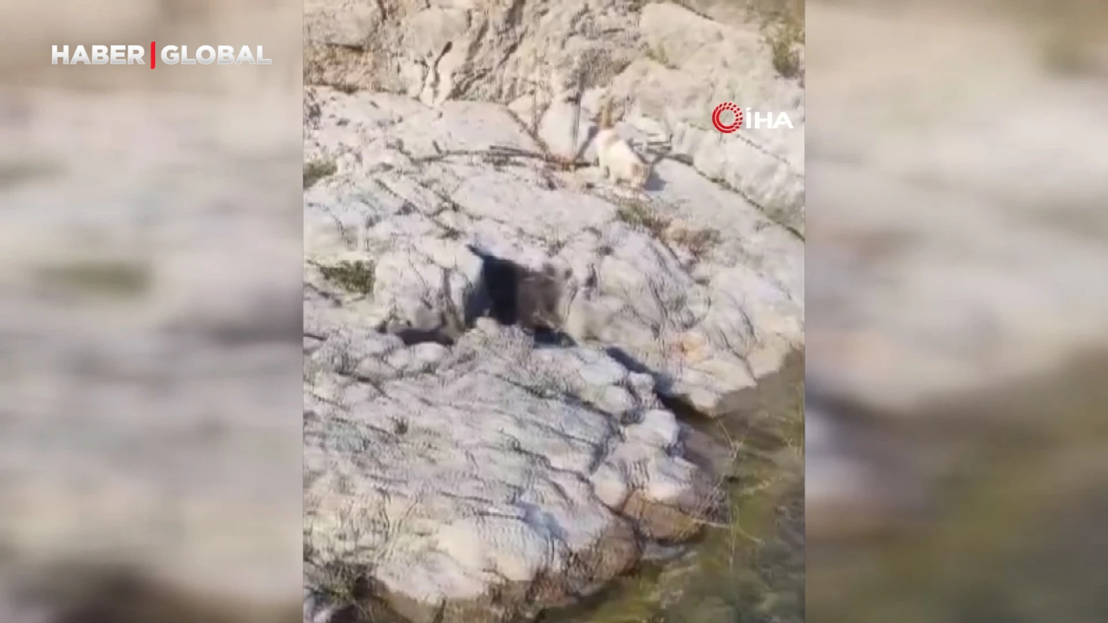 Malatya'da amatör balıkçı ile kedi arasında güldüren diyalog