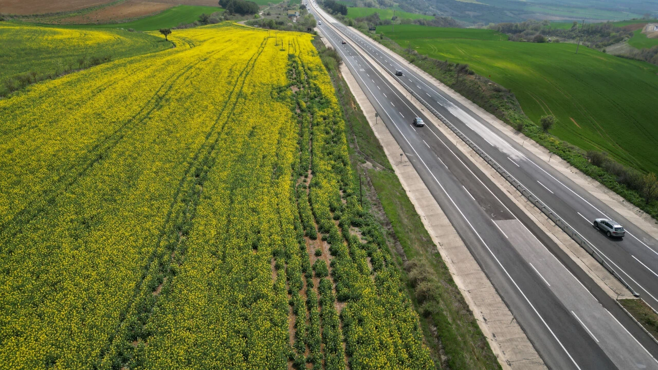Tekirdağ'da kanola tarlaları sürücülere renkli bir rota sunuyor