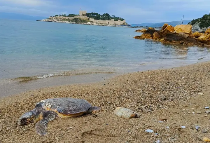 Kuşadası'nda ölü deniz kaplumbağası kıyıya vurdu