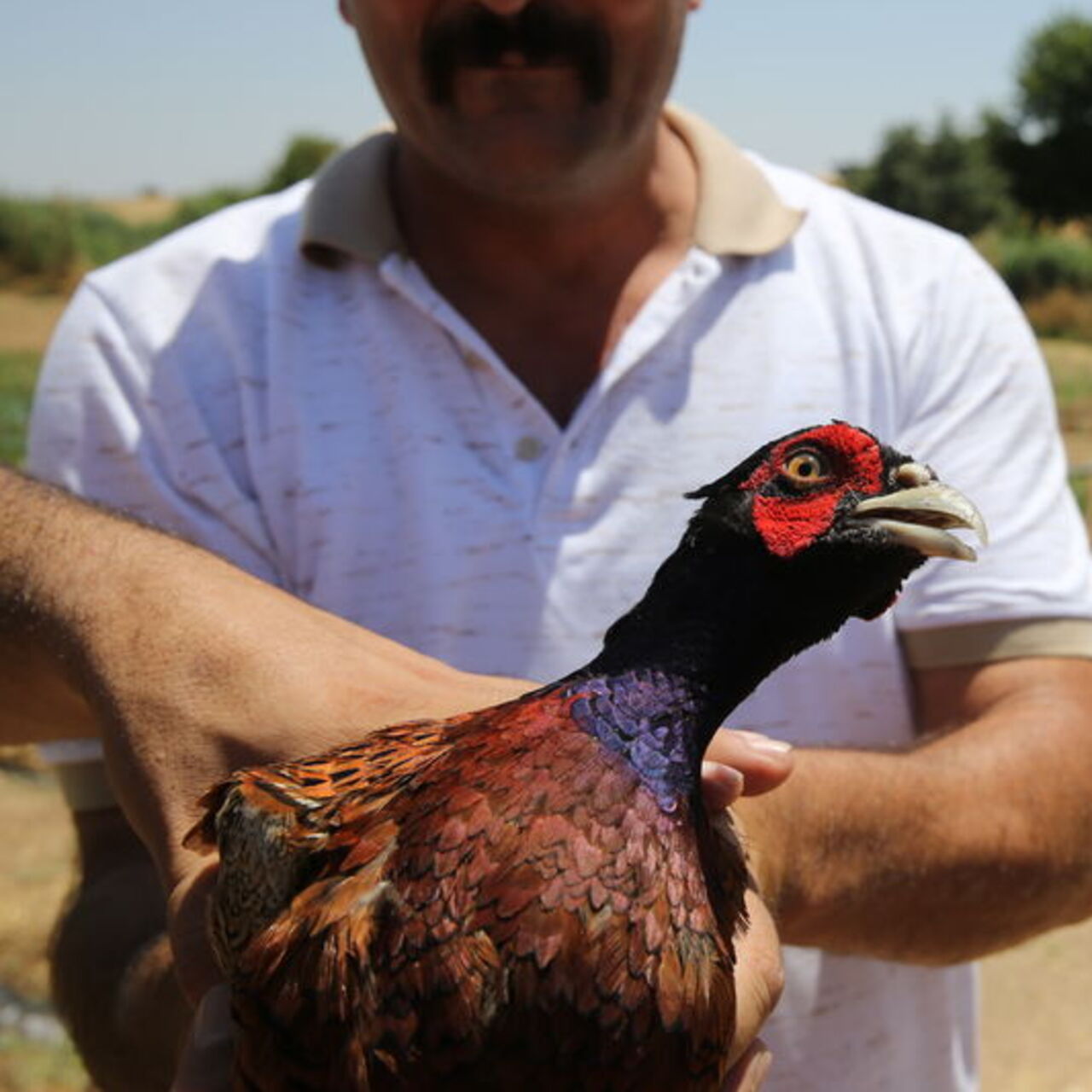 Keneyle mücadelede doğaya 982 bin 892 keklik ve sülün salındı