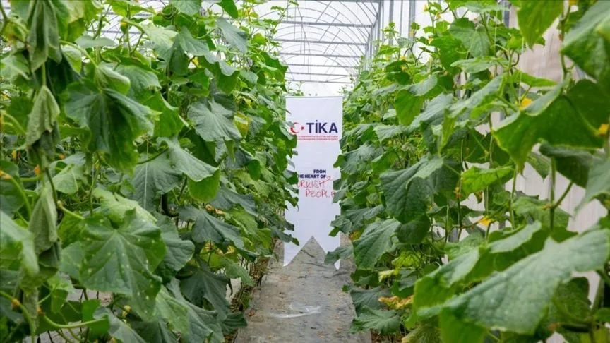 TİKA'dan Vietnam'da tayfundan etkilenen çiftçilere sera desteği