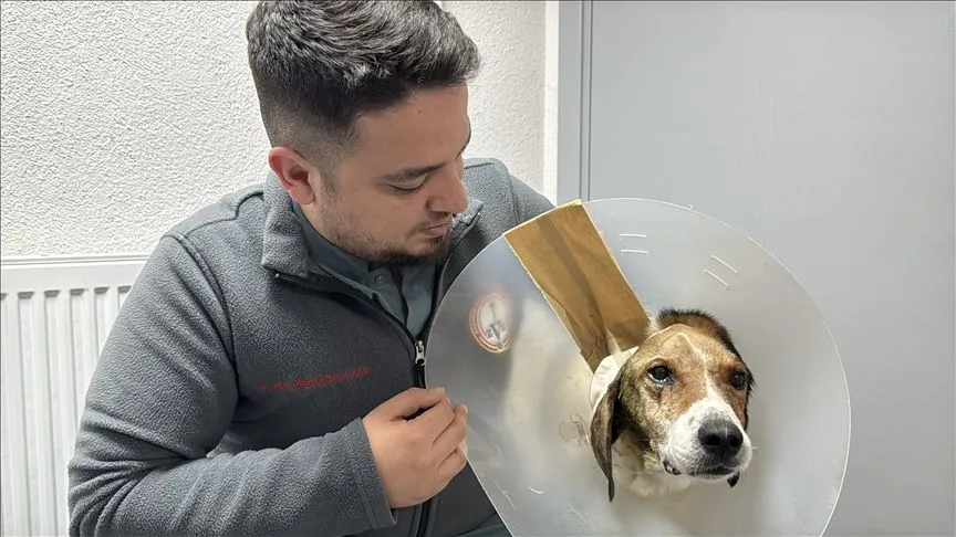 Zonguldak'ta kanserli köpek, operasyon ve elektro kemoterapiyle sağlığına kavuştu