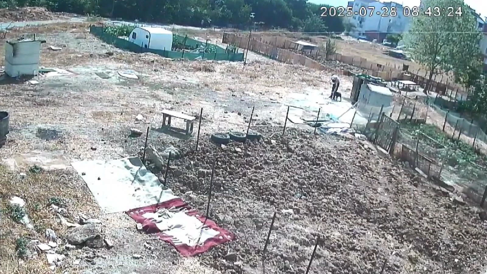Esenyurt'ta kan donduran iddia: Bir köpeği işkenceyle katledip bir köpeği yaraladı
