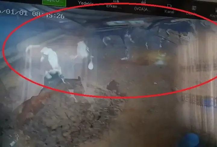 Diyarbakır’da ahırın çatısının çökme anı kamerada; 4 inek yaralandı