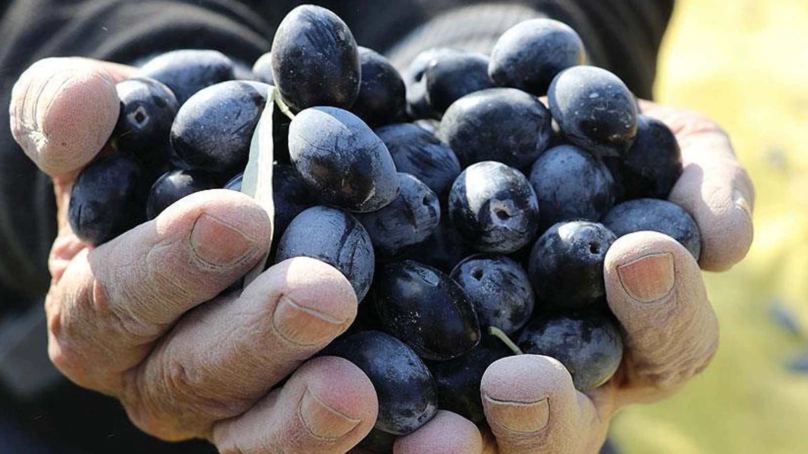 Zeytin piyasasında deprem! Türkiye’nin dev ismi havlu attı