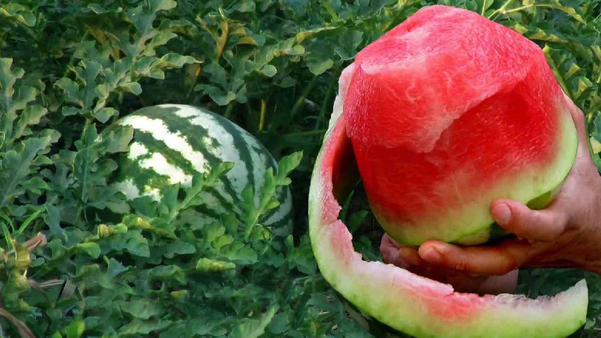5.000 Dönümde Güz Hasadı Başladı! Araban Ovası’ndan Türkiye Sofralarına…