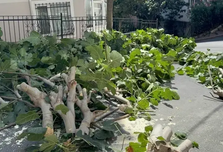 İstanbul’da şiddetli rüzgar ağaçları devirdi: 2 kişi yaralandı, araçlar hasar gördü