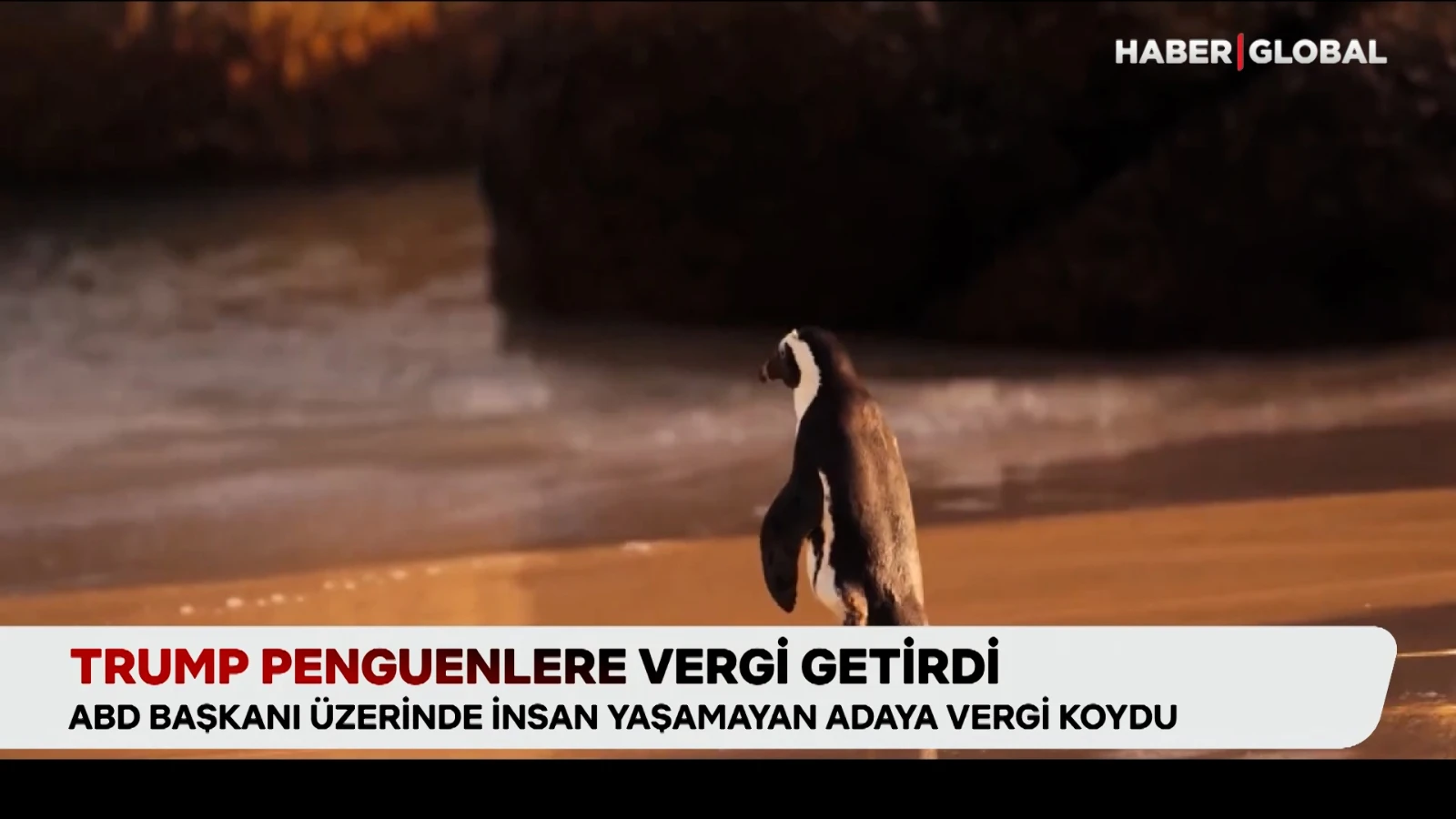 Issız ada bile Trump’ın gazabından kaçamadı, penguenlere vergi getirildi