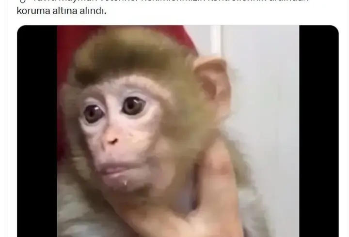Denetimde ele geçirilen yavru makak maymunu koruma altına alındı