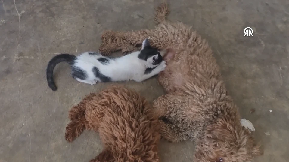 Antalya Kepez'de Terk Edilen Kedi Yavrusunu Emziren Köpek Görenleri Şaşırttı
