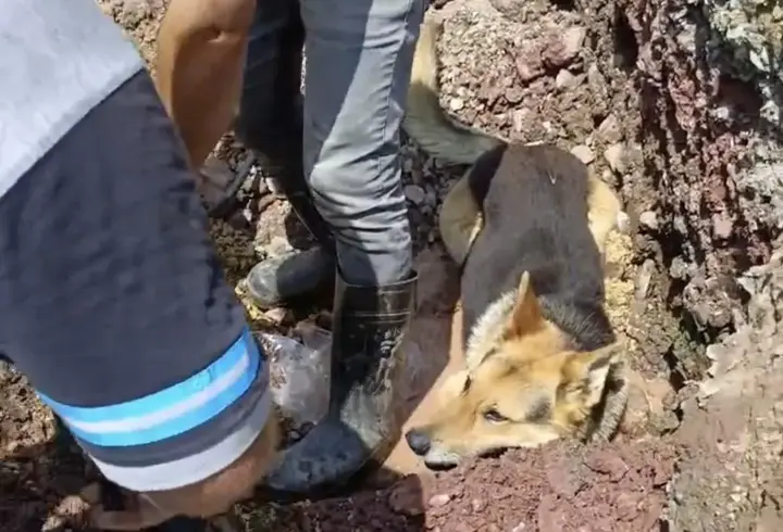 Kazı alanındaki su birikintisine giren köpek kamerada