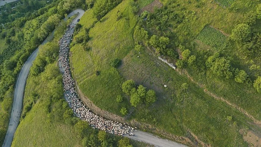 Doğu Karadeniz'de besicilerin yaylalara göçü sürüyor