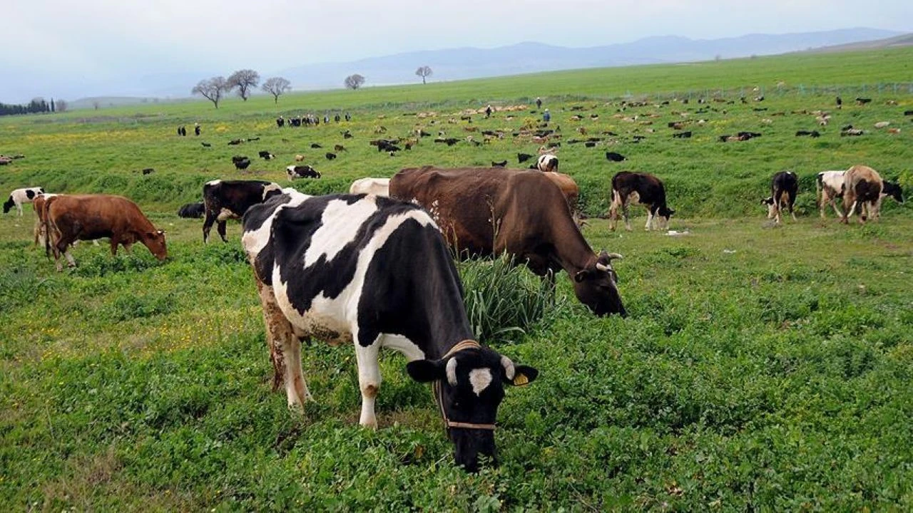 Resmi Gazete'de yayımlandı: Mera alanlarına düzenleme