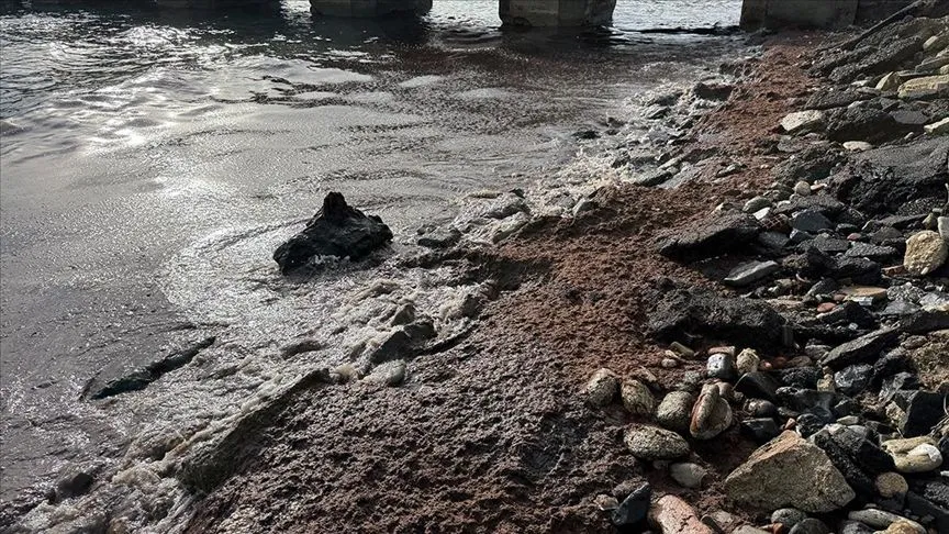 Tekirdağ'da poyraz nedeniyle sahilin bir kısmında kırmızı yosun birikti
