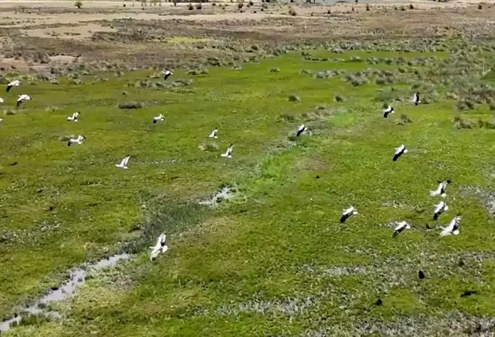 Afrika'dan yola çıkan leylekler Erzincan'da