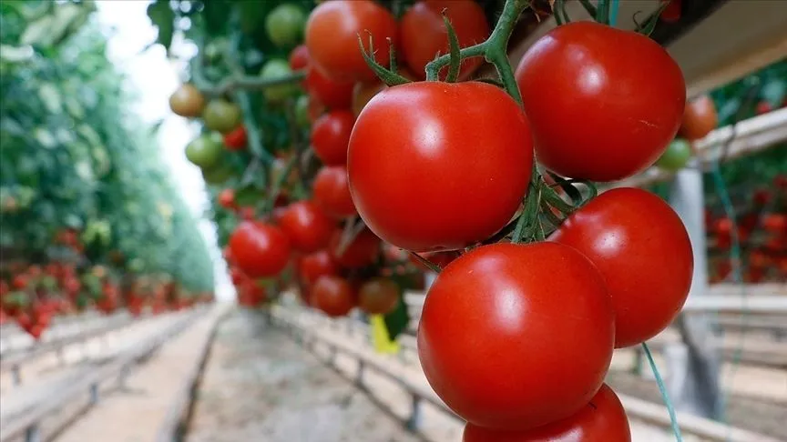 Türkiye'den yılın ilk çeyreğinde 180 milyon dolarlık domates ihracatı