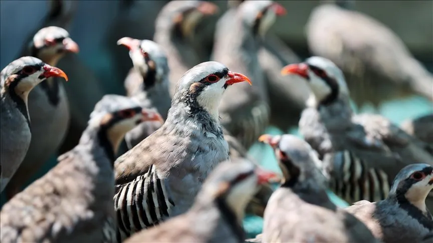 Konya'daki tesiste 7 yılda 100 bin civarında keklik üretildi